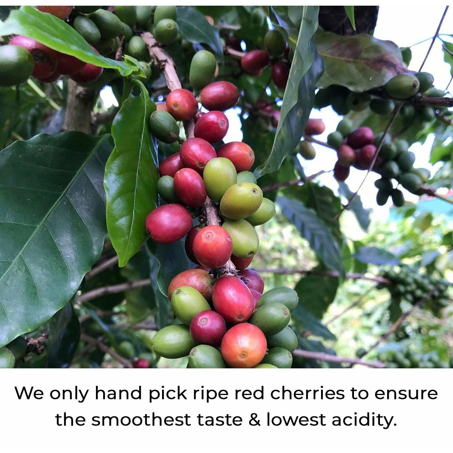 Julian Coffee Arabica Cherry's 
