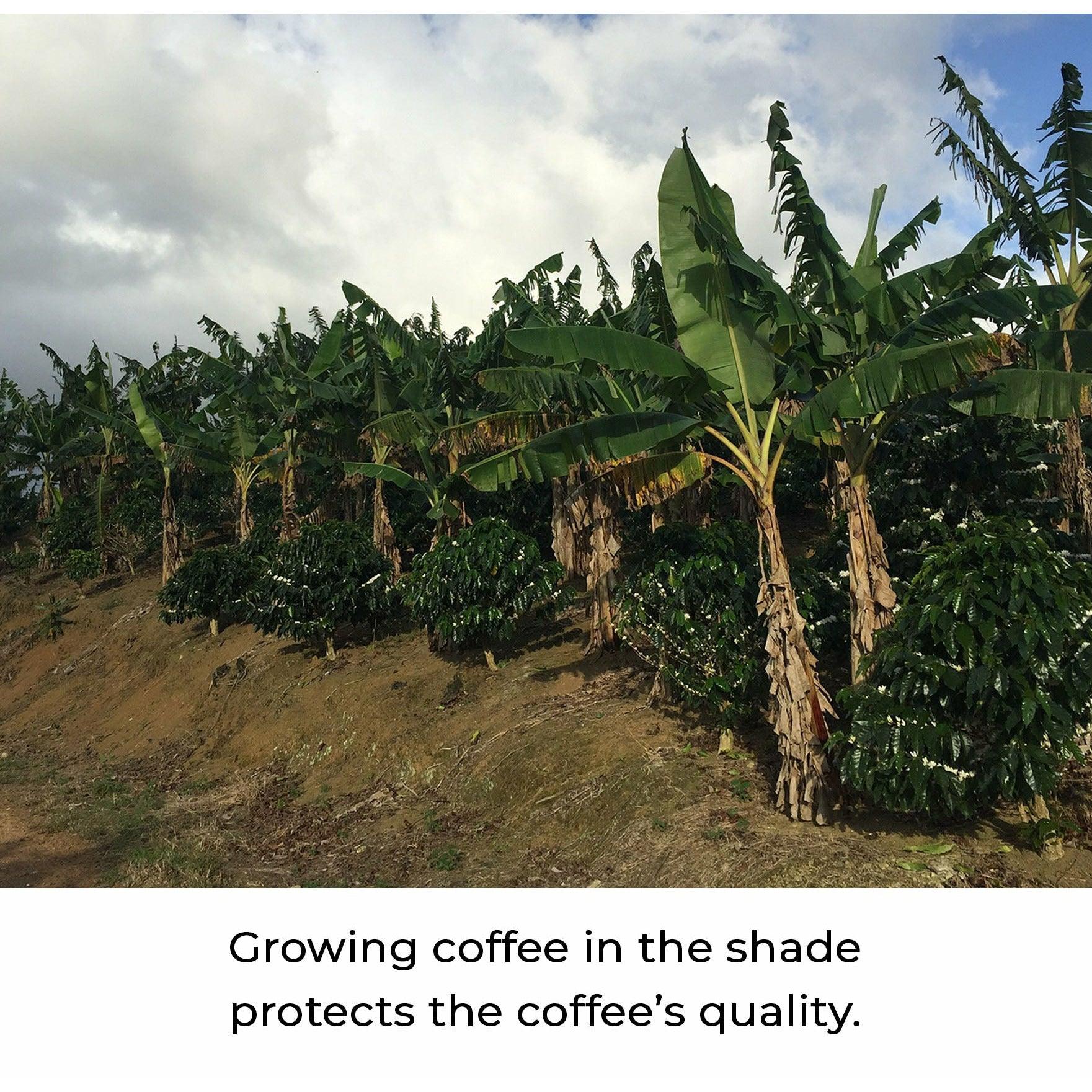 Shade Grown Julian Coffee 